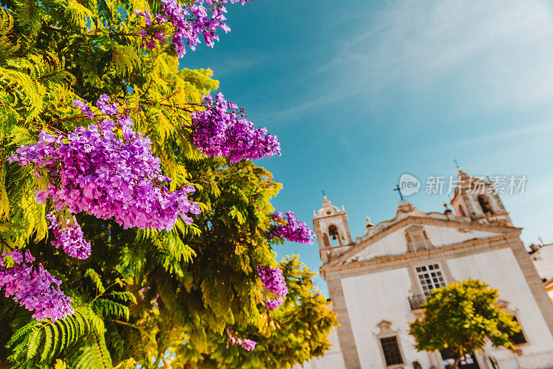 丁香花蓝花楹树和Igreja de Santa Maria de Lagos在拉各斯广场，葡萄牙